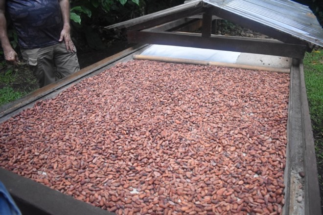 Drying cacao beans 5.jpg